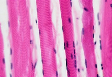 Muscle Tissue: Skeletal Muscle Fibers